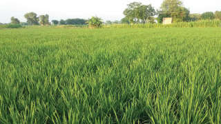 निरोगी व चांगली वाढ असलेली भात शेती
