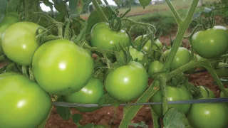 Appropriate Nutrient Management for Maximum Tomato Yield