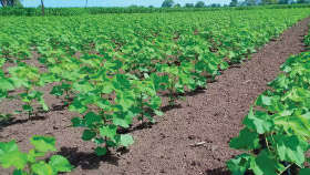 Recommended Dose of Fertiliser for Healthy Cotton Growth