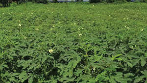 Appropriate Management of Nutrients to Maximize Okra Production