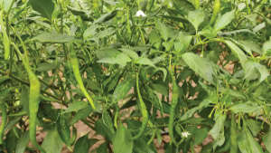 Healthy and Good Quality Chilli Crop
