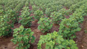 Give Recommended Fertiliser Dose for Vigorous Growth of Cotton Crop