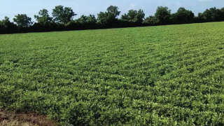 Spray Micronutrient for Healthy Groundnut Production