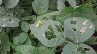 Infestation of Leaf-eating Caterpillar on Soybean Crop