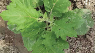 Affected Growth Due to Sucking Pest Infestation in Brinjal