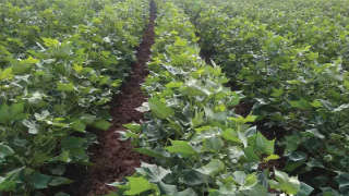 Give recomanded dose of fertilizer for healthy growth of cotton