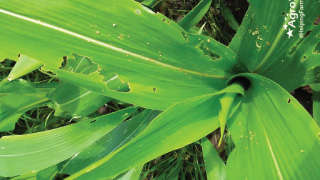 Infestation of Armyworm Pest in Maize