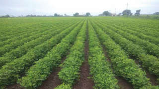 Appropriate Management of Nutrients in Groundnut Crop
