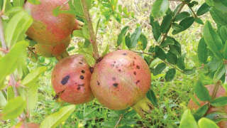 Fungal Fruit Spot Infestation in Pomogranate