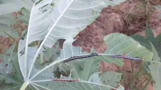 Leaf-Eating Caterpillar Infestation in Castor