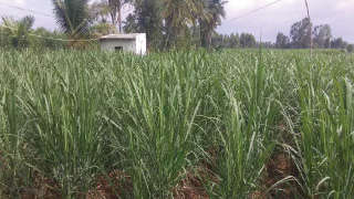 Appropriate Nutrient Management in Sugarcane Crop for Maximum Production