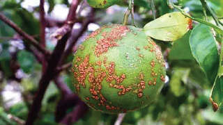 Infestation of Fungus on Lemon crop