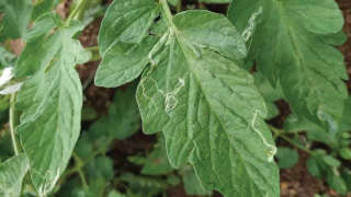 Infestation of Leaf Miner in Tomato