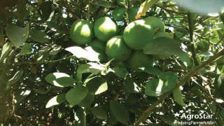 Proper Nutrient Management for Maximum Lemon Production