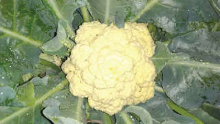Adequate Nutrient Management for Good Quality of Cauliflower