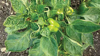 Capsicum Growth Affected by Sucking Pest Attack