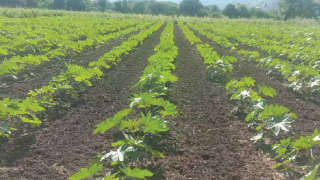 Weedless healthy farm of castor
