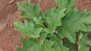 Growth of Brinjal Affected due to Sucking Pest Attack