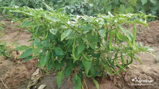 Adequate Nutrient Management for Good Quality Chilli