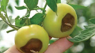 Nutritional Deficiency and Fungal Disease Outbreak in Tomato Crop