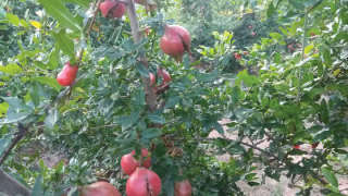 Problem of Fruit cracking in Pomegranate