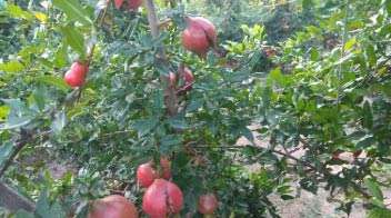 Problem of Fruit Cracking in Pomegranate Crop