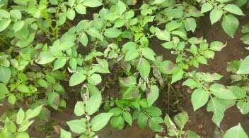 आलू की फसल में झुलसा रोग का संक्रमण