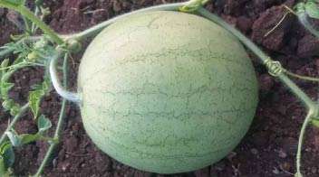 Healthy and attractive watermelon crop