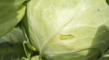 Outbreak of diamond back moth in cabbage crop
