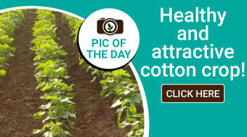 Healthy and attractive cotton crop!