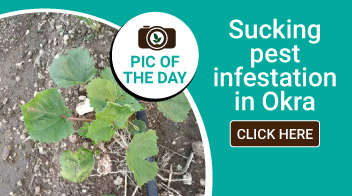 Sucking pest infestation in Okra