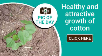 Healthy and attractive growth of cotton
