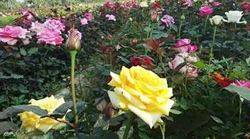 आकर्षक और गुणवत्तापूर्ण, स्वस्थ गुलाब का खेत