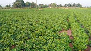 Appropriate nutrient management for maximum groundnut production