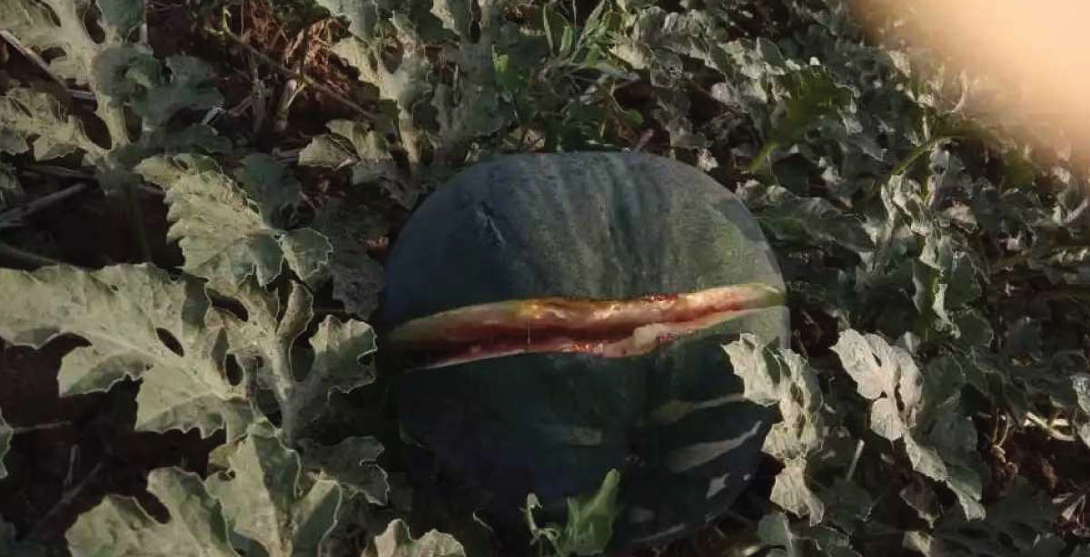 Cracking of watermelon due to nutrient deficiency