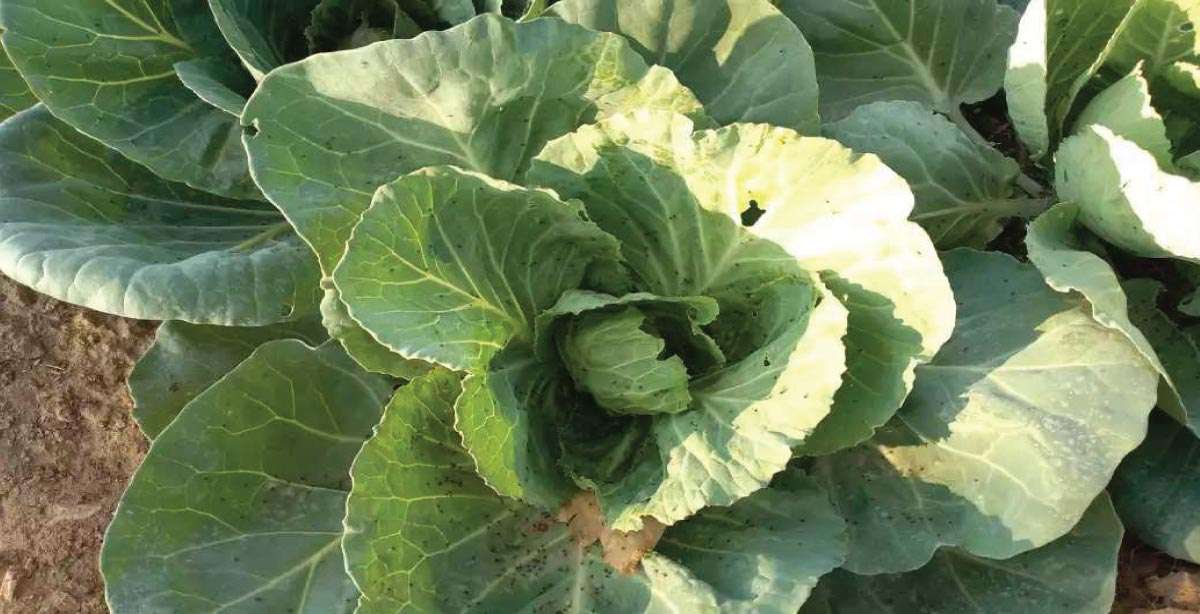 Decrease in the production of cabbage due to infestation of sucking pests and fungus