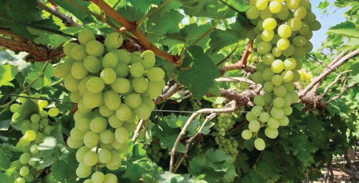 Appropriate nutrient management for maximum grape production