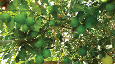 Provide recommended amount of fertilizers for maximum Lemon production