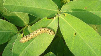 મગફળી પાક માં લીલી ઈયળ અને તેનું નિયંત્રણ !