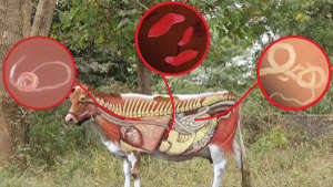 પશુઓમાં ચરમ(કૃમિ)થી થતું નુકસાન અને તેના ઉપાયો