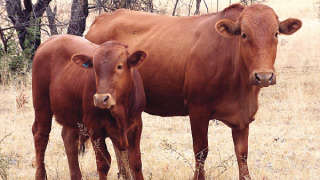 Krishi Gyaan - Brucellosis Can Result in Miscarriage in Livestock - Agrostar