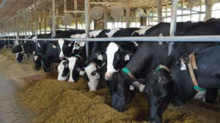 Significance of Mineral Mixtures in Livestock Diet