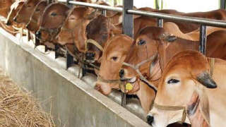 Management of Milking Animals