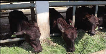 जनावरांमध्ये अतिसार (हगवण) होणे.
