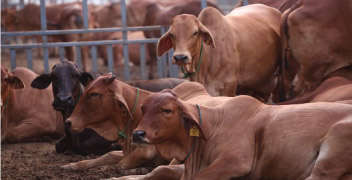 रेबीज रोगाचे नियंत्रण.