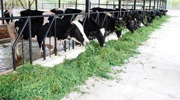 Benefits of Silage to Cattle
