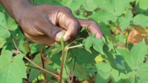 Importance of Topping in Cotton Crop