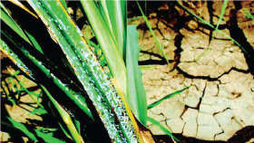 Whitefly Management in Sugarcane Crop