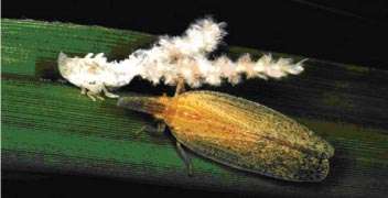 Control of Sugarcane Pyrilla