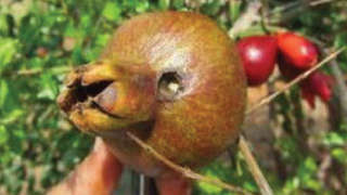 Pomegranate Fruit Borer (Deudorix Isocrates)